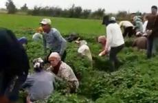 В Волгоградской области осталась несобранной морковь: рабочих-иностранцев задержали