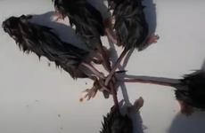 Россиянин обнаружил и спас редчайшего «мышиного короля»