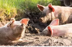 Новый очаг АЧС выявили в Солецком районе (06 08 2021)