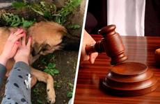 Женщина, выкинувшая собаку из окна в Ставрополе, получила условный срок