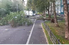 Ветер повалил более 60 деревьев в Петербурге