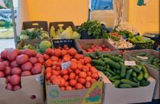 Ставропольский поставщик овощей пополнил бюджет Кирова трехмиллионным штрафом