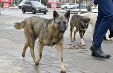 В Волгоградской области бешеная собака напала на ребенка
