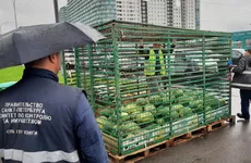 В Петербурге за неделю избавились от 62 точек по продаже арбузов и дынь