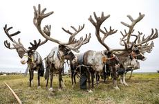 Парламентарии обсудили вопросы развития оленеводства в НАО