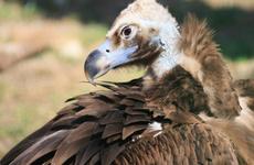 Рядом со станицами Боргустанской и Бекешевской поселились чёрные грифы