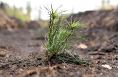 В России до 2025 года появится более 50 тыс. кв. км новых лесов