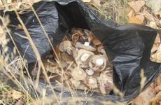 За сутки в Волгоградской области восемь человек отравились грибами