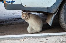 В Волгоградской области выявили новый очаг бешенства