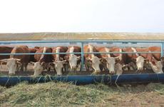 Жителей Орловского района старше 65 лет отвезут на вакцинацию от COVID-19 Передается людям: в Орловском районе ввели карантин из-за опасной инфекции скота