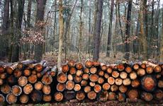 Следователи оценили ущерб от незаконной вырубки леса адыгейской фирмой в 11 млн рублей