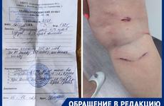 За минувший год на улицах Ростова-на-Дону отловили 688 бездомных животных