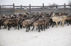 15 оленеводческих хозяйств НАО завершили убойную кампанию