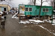 Приюту «Лучший друг» на месяц продлили срок пребывания на своей территории