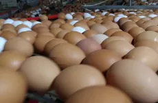 В 2021 году в Ленинградской области произведено 3,4 млрд штук яиц