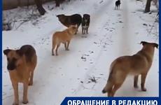 «Зимой всё злее»: таганрожцы снова жалуются на агрессивных собак