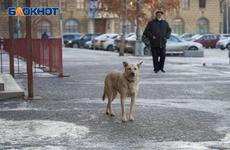 Разодрали одежду и искусали: в Волжском рассказали о страшном нападении собак в парке