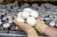 На единственной в Приангарье грибной ферме собрали рекордный урожай шампиньонов
