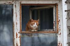 Прокуратура проводит проверку после появления котов‑каннибалов под Талдомом