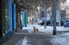 Штрафы за нарушения при отлове бездомных животных планируют установить в Приангарье