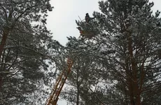 Ленобласть собирает шишки. Уже есть 600 килограммов для резерва