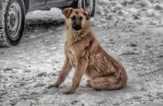 В Якутске мужчина задушил напавшую на него собаку