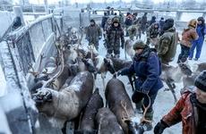 АО «Мясопродукты» планирует принять 750 тонн мяса оленя