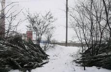 Воронежцы в Северном лесу сфотографировали елочную свалку