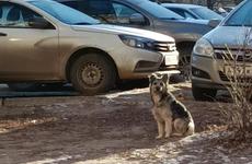 «Мести и наказаний заслуживают расстрелявшие животных», - волжане