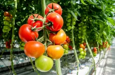 Фермеры Ленобласти смогут получить гранты в общей сумме 72,5 млн рублей
