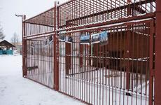 Нарьян-Марский медведь Миша всё ещё не ушёл в спячку