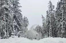 В Ленинградской области в 2021 году ликвидировано более 800 лесных свалок