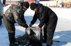 О текущей ситуации с безнадзорными животными в городах Сибири