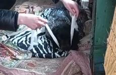 «К людской ласке не приучены совсем»