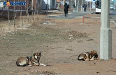 В Госдуме рассмотрят закон о штрафах за нападение бездомных собак