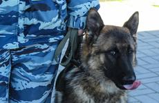 Под Воронежем женщина сообщила о минировании ЗАГСа, чтобы сорвать чужую свадьбу