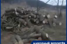 Житель станицы Суворовской на Ставрополье жестко высказался о спиле здоровых деревьев