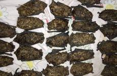 В Батайске на мороз выбросили около полусотни летучих мышей