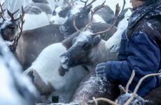 В НАО состоится VII Съезд оленеводов округа