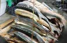 На Ставрополье расследуют уголовное дело о незаконной добыче краснокнижной рыбы на 4,7 миллиона рублей