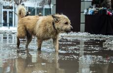 В Воронеже нашли подрядчика для строительства собачьего приюта