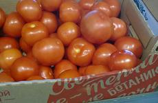 Волгоградский регион лидирует по выращиванию овощей закрытого грунта