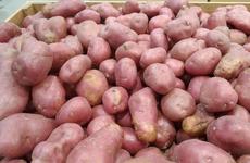 Волгоградские дачники переключаются на картофель