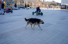 В Волгоградской области пострадавшая от укусов бойцовского пса взыскала ущерб с его хозяйки