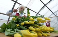 Ленинградские цветоводы готовы обеспечить регион цветами к 8 марта