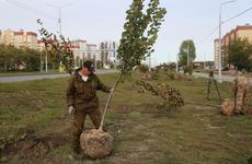 Мэр Воронежа анонсировал высадку почти 1200 деревьев за 18 млн рублей в 2022 году