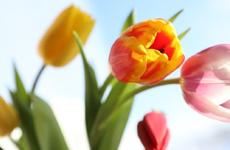 В НАО отпразднуют Международный женский день