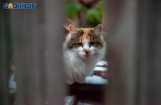 В Волгограде и области предупредили о штормовом ветре 2 апреля