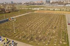 Более 7500 растений высадили в Ростове в День древонасаждения