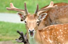 В Волгоградской области подсчитали численность диких животных